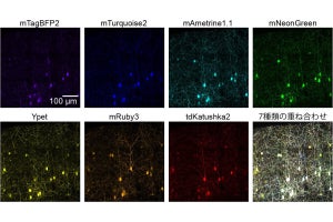 九大、脳の複雑な神経ネットワークを7原色で標識する手法と識別AIを開発