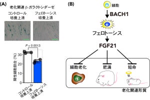 東北大、死細胞が老化を抑制する物質を分泌していることを動物実験で確認