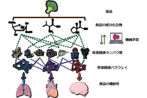 名大、食品成分が身体に作用する機能性を推定できるAIシステムを開発