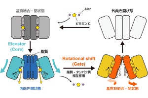 ヒト体内でタンパク質がビタミンCを認識・輸送する仕組みを東大が解明