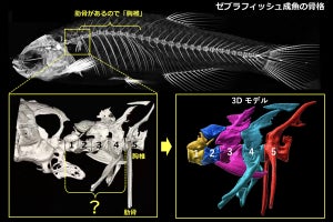 魚の脛骨の調査から脊椎動物の「背骨」の進化を探る ‐ 埼玉大など