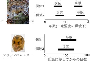 理研など、種類が異なる冬眠の仕組みをデータと数学を用いて解明