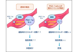 神戸大など、同じ運動量でも痩せやすい人・痩せにくい人がいる理由を解明