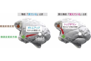 量研機構など、脳が見た物について視覚的に記憶するネットワークを特定