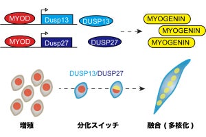 筑波大、普段は眠っている骨格筋細胞が活動を開始するスイッチ分子を解明