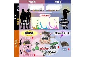 阪大、心の動きと全身の代謝や炎症応答などを結びつける因子の同定に成功