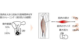 同志社大、筋トレをしても筋肉を柔らかくできることを証明