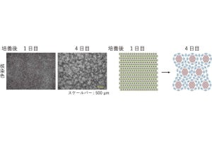 北大、皮膚細胞が飢餓状態にあると自ら一定の模様を形成することを発見