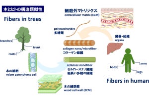 九大、動物成分を含まない植物素材のみのヒト幹細胞培養に成功