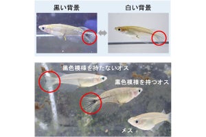 体色変化は擬態から威嚇手段に転用された？ - 東北大がメダカの観察で確認