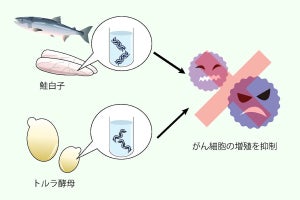 大阪公大、食品中のヌクレオシドががん細胞の増殖抑制効果を有することを解明