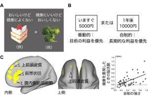 おいしさよりも健康にいい食べ物を選ぶ際は前頭前野が活躍、群大などが発見