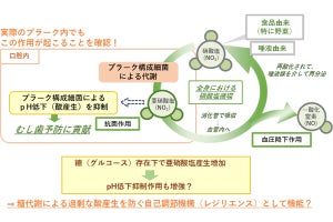 東北大、野菜に含まれる硝酸塩がむし歯の抑制に寄与する可能性を発見