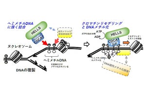 理研、がんなどの疾患に関与する「DNAメチル化」を制御する仕組みを解明