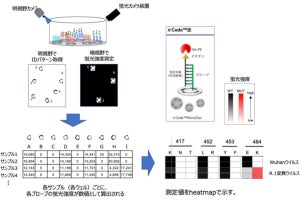 熊本大、変異する新型コロナウイルスにも対応可能な新規検査法を開発