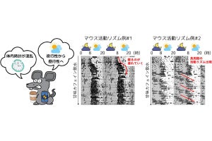 広島大、甘味カフェイン飲水が体内時計を大きく狂わせることを確認