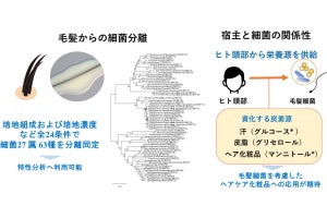 九大が毛髪からの細菌分離法を確立し分離菌を獲得、毛髪化粧品開発に期待へ