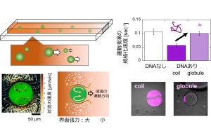 東大、周囲の溶液の濃度勾配で動く液滴を作製しその速度制御を実現