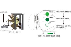 東大と理研、新たな計測手法で大脳皮質運動野の神経活動の変化を観察