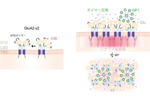 金大、脳の記憶や学習に重要なAMPA受容体のナノスケールでの動きを撮影成功