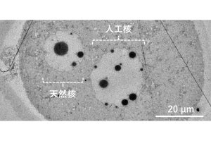 近大など、卵子に精製DNA溶液を注入することで人工細胞核の構築に成功