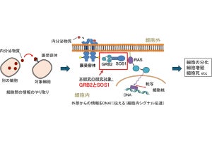 都立大など、細胞が外部シグナルをDNAにまで伝える過程を分子レベルで解明