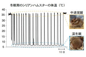 北大、冬眠するほ乳類が持つ長時間の低温に耐えられる細胞の秘密を解明