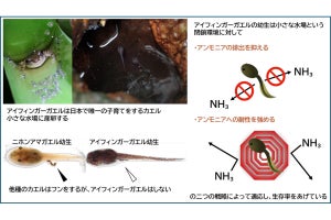 名大、生息環境を汚さず生存率を上げるフンをしないオタマジャクシを発見