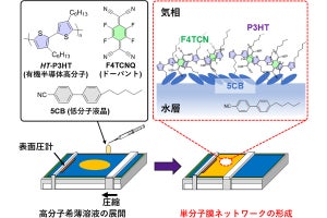 立教大など、有機半導体高分子を用いて脳機能を模倣したネットワークを作成