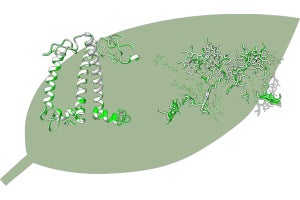 大阪公大などが光合成メカニズムの完全解明に向けて前進、構造解析に成功