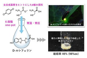 ホタルの光「ルシフェリン」の簡便な合成法を開発、商業ベース生産に期待も