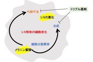 資生堂、“シミがシミを呼ぶ”特有の細胞老化現象を新手法で解明