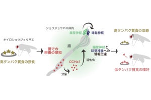 過剰なタンパク質接触を防ぐために体内で分泌される腸内分泌細胞とは？