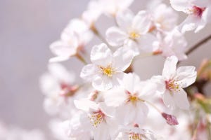 どこでもサイエンス 第94回 それもバラ科…!? リンゴに桜に桃に梅、意外と種類豊富なバラ科の植物たち