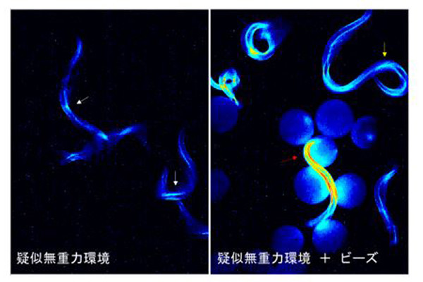 近未来テクノロジー見聞録 第121回 無重力環境下で育った生物の運動能力低下には“ドーパミン”が関与していた！