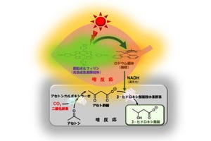 近未来テクノロジー見聞録 第212回 温暖化解決に貢献する大阪公立大の生分解性プラスチック原料合成技術とは？