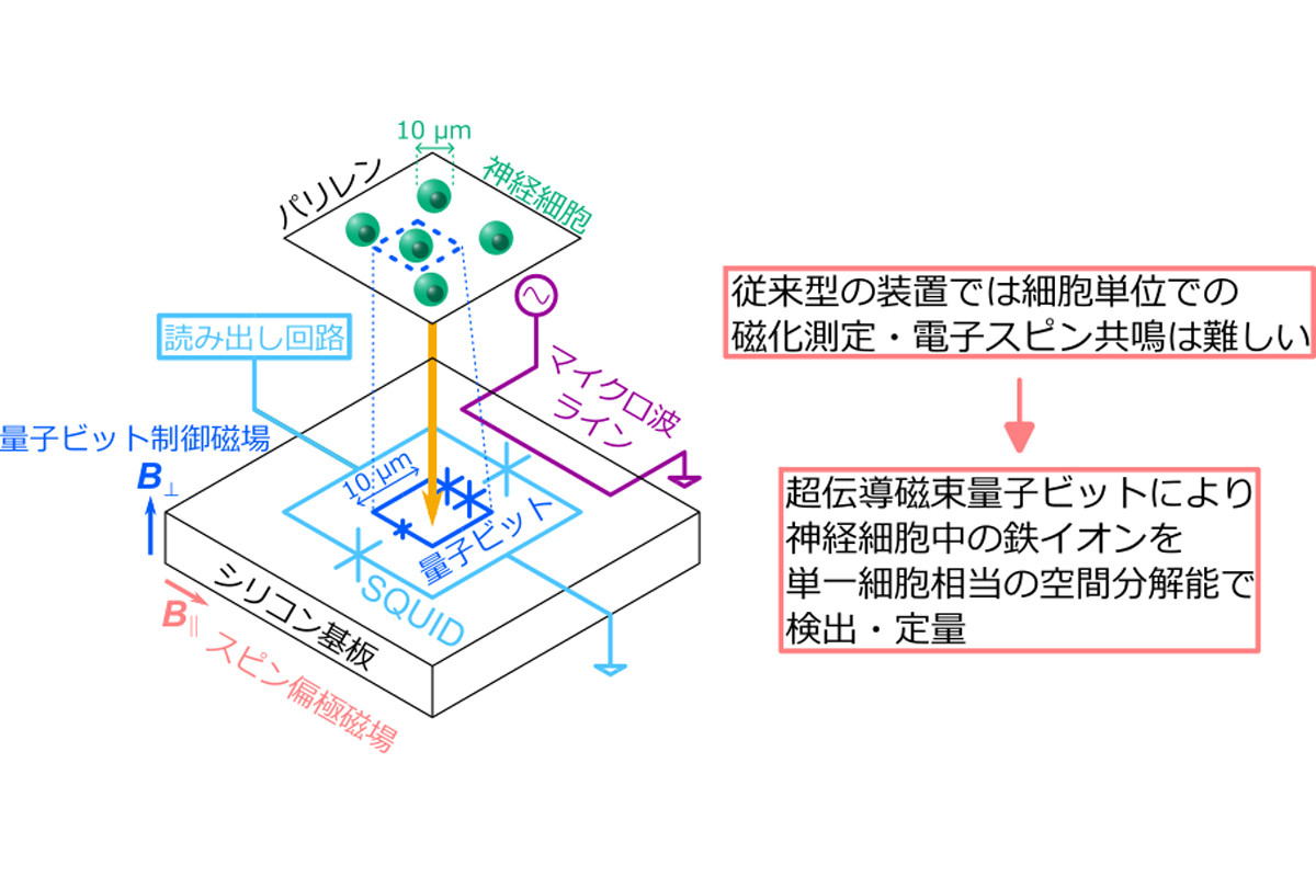 近未来テクノロジー見聞録 第323回 NTTと静岡大学が超伝導磁束量子ビットを用いて神経細胞中の鉄イオンを検出